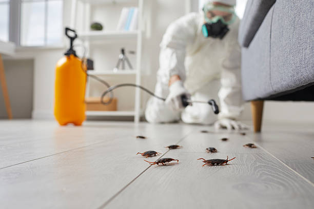Post-Treatment Bed Bug Interceptor Monitoring in Twin Falls